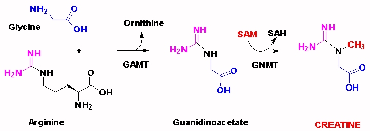 Creatine-phosphate